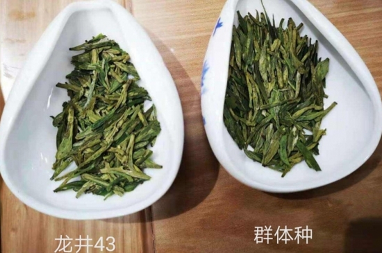 43號(hào)龍井屬于好茶嗎，龍井茶43號(hào)是什么意思？