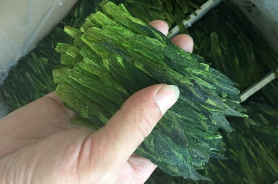 什么綠茶味道濃香，那個綠茶比較濃香？