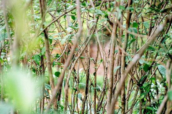 荒野銀針有什么特點(diǎn)，荒野銀針的味道口感咋樣？