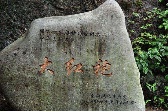 母樹大紅袍給誰喝了，為什么母樹大紅袍叫三棵六株？