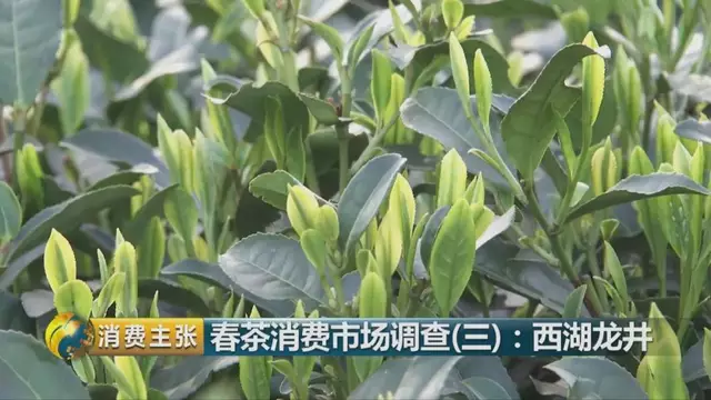 龍井群體種和43號的區(qū)別圖片，龍井43和群體種哪個好喝？