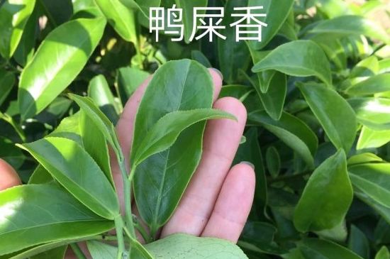 鴨屎香和大烏葉是同一種茶葉嗎，單叢大烏葉和鴨屎香有什么區(qū)別？