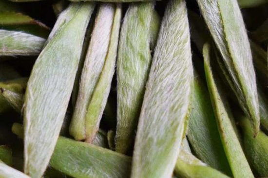 荒野銀針有什么特點(diǎn)，荒野銀針的味道口感咋樣？