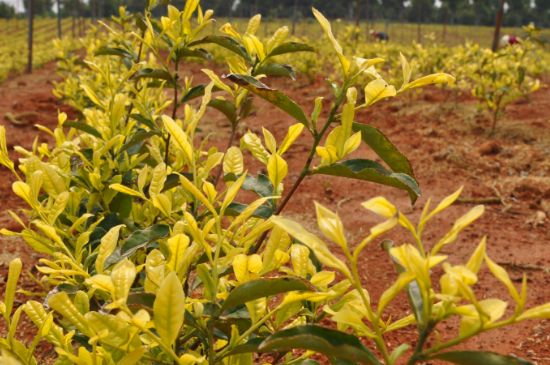 茶中奇葩黃金芽，安吉白茶中黃金芽的特點(diǎn)