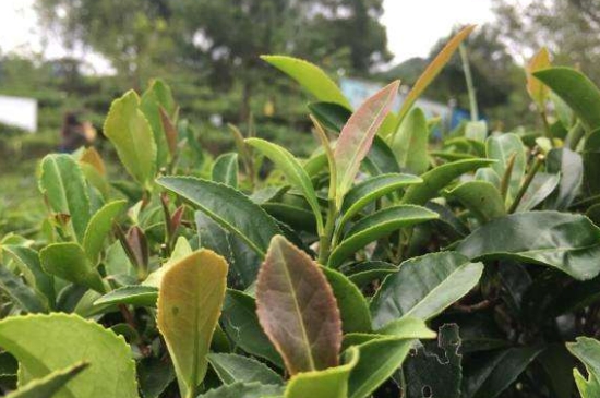 43號(hào)龍井屬于好茶嗎，龍井茶43號(hào)是什么意思？