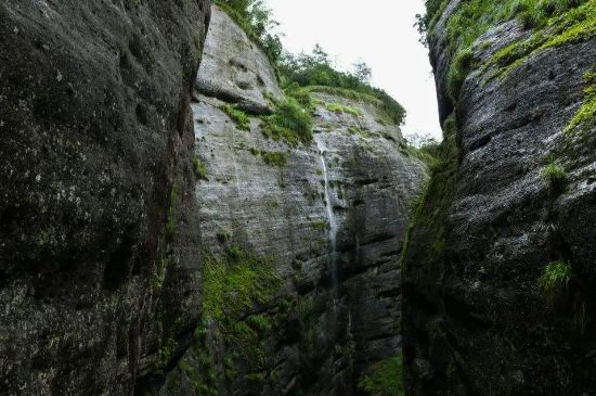 母樹大紅袍給誰喝了，為什么母樹大紅袍叫三棵六株？
