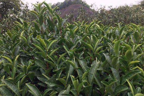 馬頭巖肉桂是大紅袍嗎，大紅袍肉桂屬于什么茶？