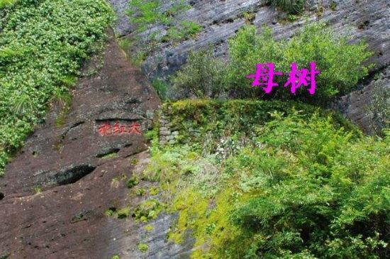 大紅袍拼配什么意思，大紅袍用什么茶拼配的