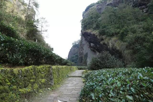 武夷山為什么盛產(chǎn)茶葉，武夷山茶為什么好喝？