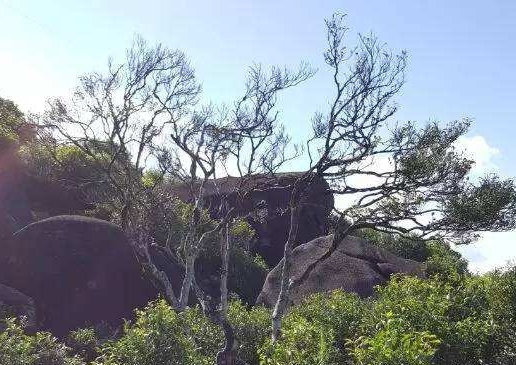 宋種一號價值為什么高，鳳凰單樅宋種1號價格與產(chǎn)量多少？