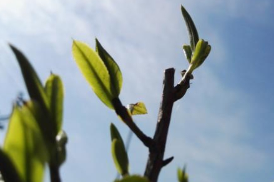 潮安鳳凰單叢十大名樅是什么，烏崠十大古樹名香品種介紹