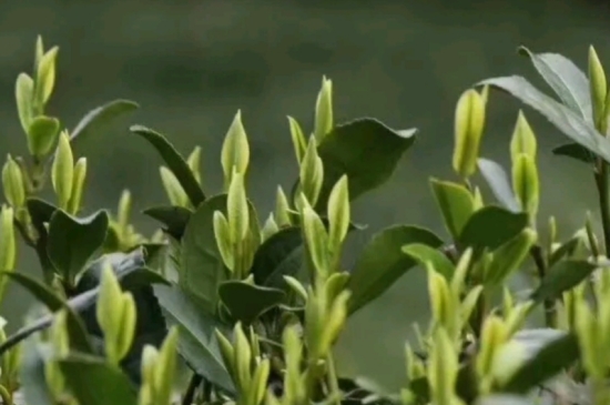 什么是雪前龍井茶，明前、雨前、雨后龍井有什么區(qū)別？