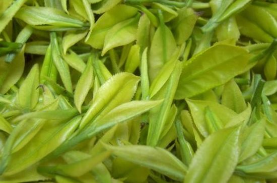 茶中奇葩黃金芽，安吉白茶中黃金芽的特點(diǎn)