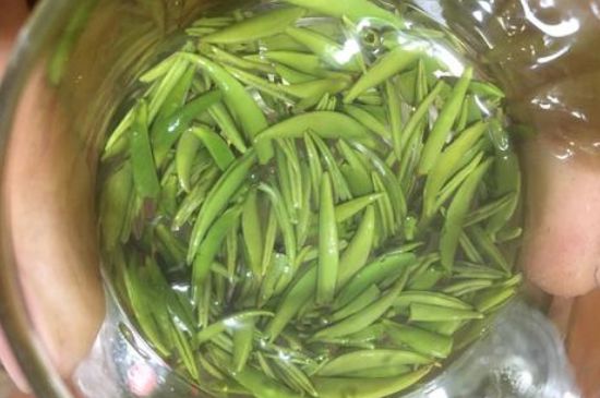 雀舌有一股青草味，雀舌為什么有青草味？