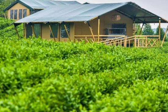 金壇雀舌算不算好茶，金壇雀舌屬于什么檔次茶葉？