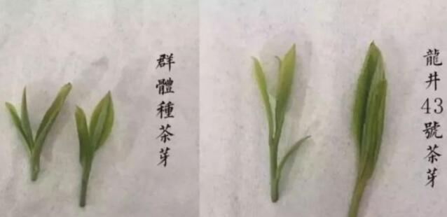43號(hào)龍井屬于好茶嗎，龍井茶43號(hào)是什么意思？
