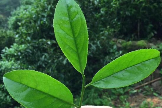 鋸朵仔跟鴨屎香哪個貴，鋸朵子和鴨屎香哪個好喝？