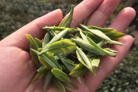 福建什么茶葉最出名，福建名茶有哪些？