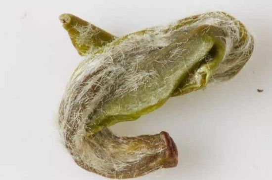 羊巖勾青是綠茶嗎，羊巖勾青茶屬于什么茶？