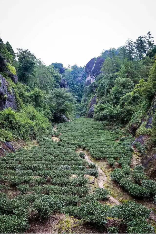 武夷山為什么盛產(chǎn)茶葉，武夷山茶為什么好喝？