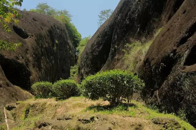 武夷山為什么盛產(chǎn)茶葉，武夷山茶為什么好喝？