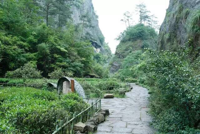 武夷山為什么盛產(chǎn)茶葉，武夷山茶為什么好喝？