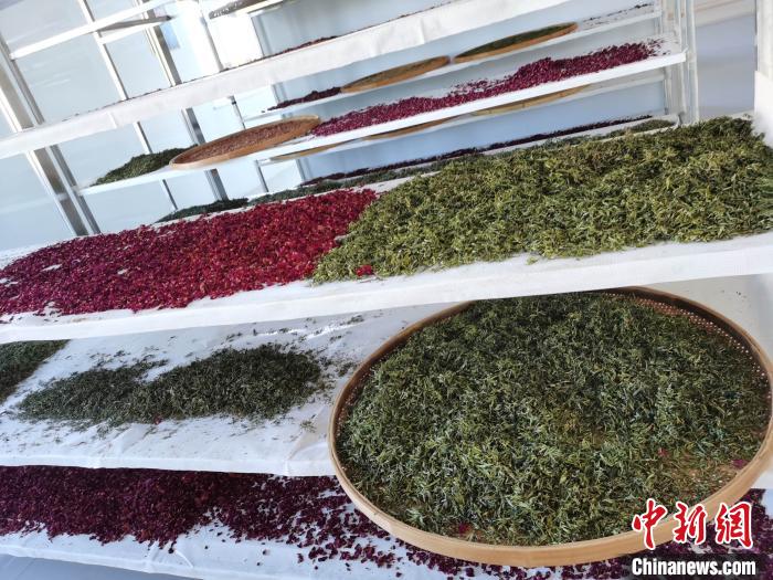 圖為王玲玲收購的各種山茶?！⊥貘Q遠(yuǎn) 攝