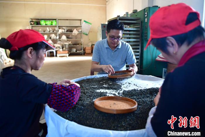 圖為張?jiān)涝谏a(chǎn)車間內(nèi)與工人一起查看茶葉品質(zhì)?！埍?攝